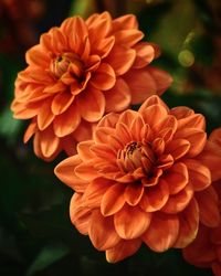 Close-up of dahlia on plant