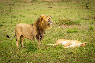 Male lion bares teeth standing by lioness