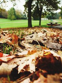 Close-up of dry leaves on field