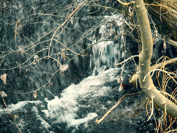 Bare trees in forest during winter