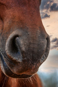 Close-up of a horse