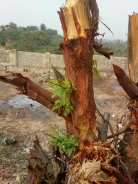 Tree by water