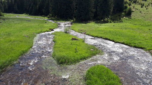 Stream flowing in forest