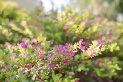 Close-up of pink flowering plants