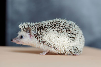 Cute hedgehog. portrait of pretty curious muzzle of animal. favorite pets. atelerix, african 