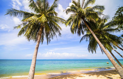Palm trees on beach against sky
