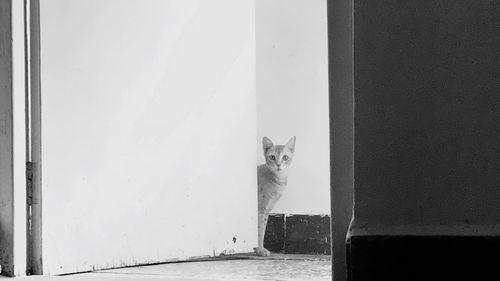 Portrait of cat sitting by door
