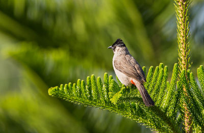 Bird perching on a plant