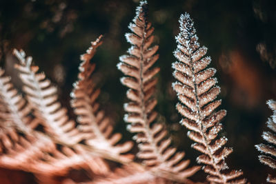 Close-up of pine cone during winter