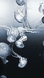 Jellyfishes swimming underwater against gray background