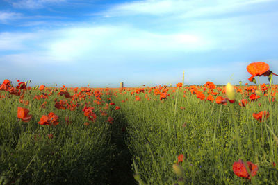 Scenic view of flowering plants on field against sky