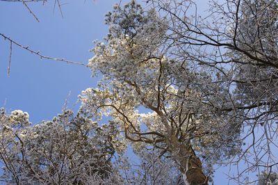 Low angle view of tree against blue sky