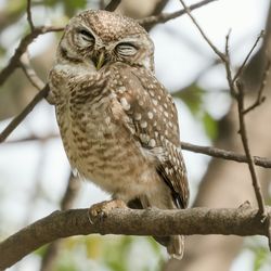 Close-up of owl perching on branch