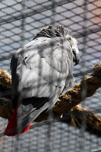 Close-up of bird perching outdoors