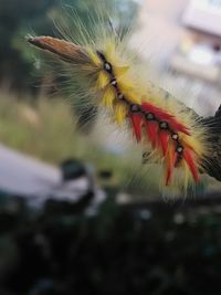 Close-up of insect on flower