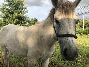 Close-up of a horse in the field