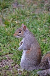 Close-up of squirrel sitting on field