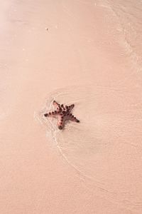 High angle view of crab on sand