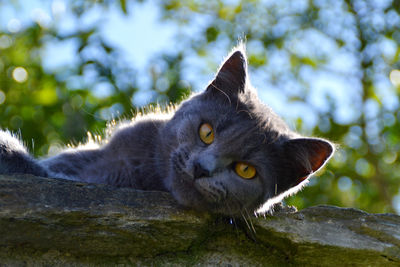 Close-up portrait of cat by tree