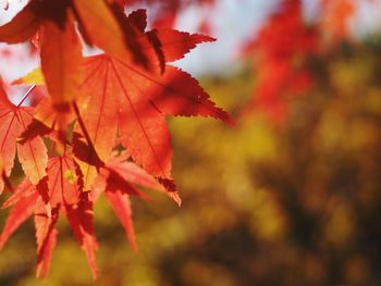 Close-up of maple leaves