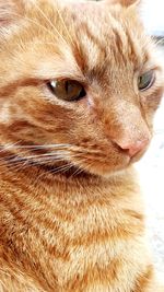 Close-up portrait of ginger cat