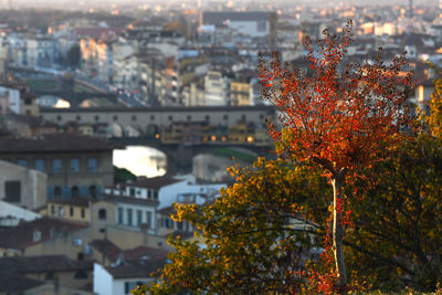 Trees and buildings in city