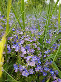 Close-up of purple flowers