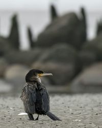 Close-up of bird perching outdoors