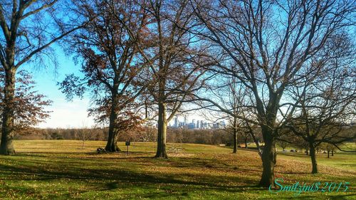 Trees on grassy field