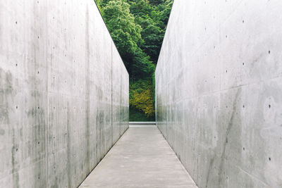 Walkway amidst trees