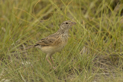 Bird perching on grass