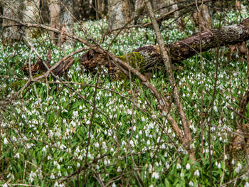 Plants growing in forest