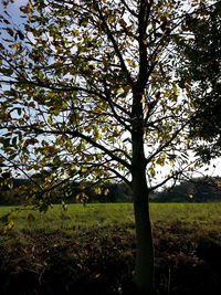 Trees on landscape against sky