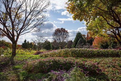 Scenic view of flowering trees on field against sky