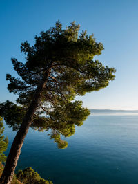 Tree by sea against sky