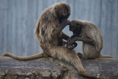 Monkeys sitting on branch