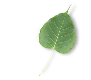 High angle view of leaves against white background