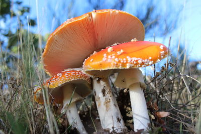 Close-up of fly agaric mushroom growing on field