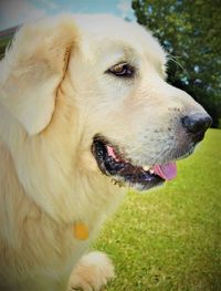 Close-up of a dog looking away