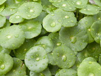 Full frame shot of wet leaves