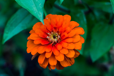 Close-up of orange pollinating on flower