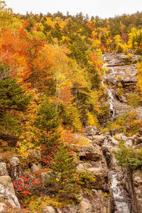 Trees and plants during autumn