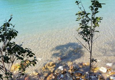 High angle view of plants by sea