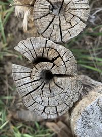 Close-up of tree stump in forest