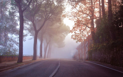 Empty road along trees