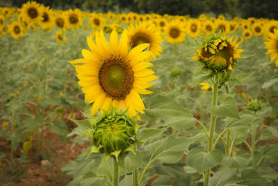 Close-up of yellow flowering plant on field