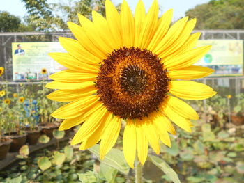 Close-up of sunflower