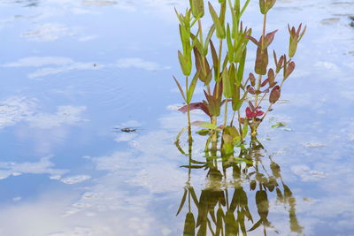 Close-up of plant growing by lake against cloudy sky