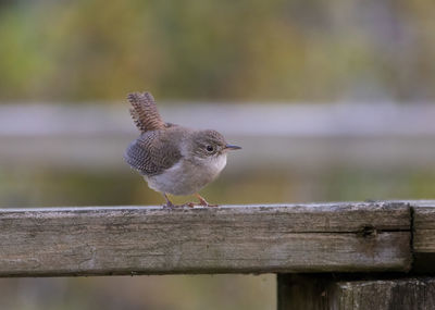 Close-up of bird perching on wood