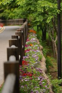 Plants growing on tree